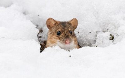 How to keep mice out of my shed for the winter?