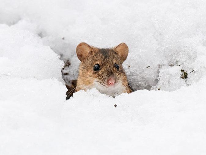 Mouse in winter