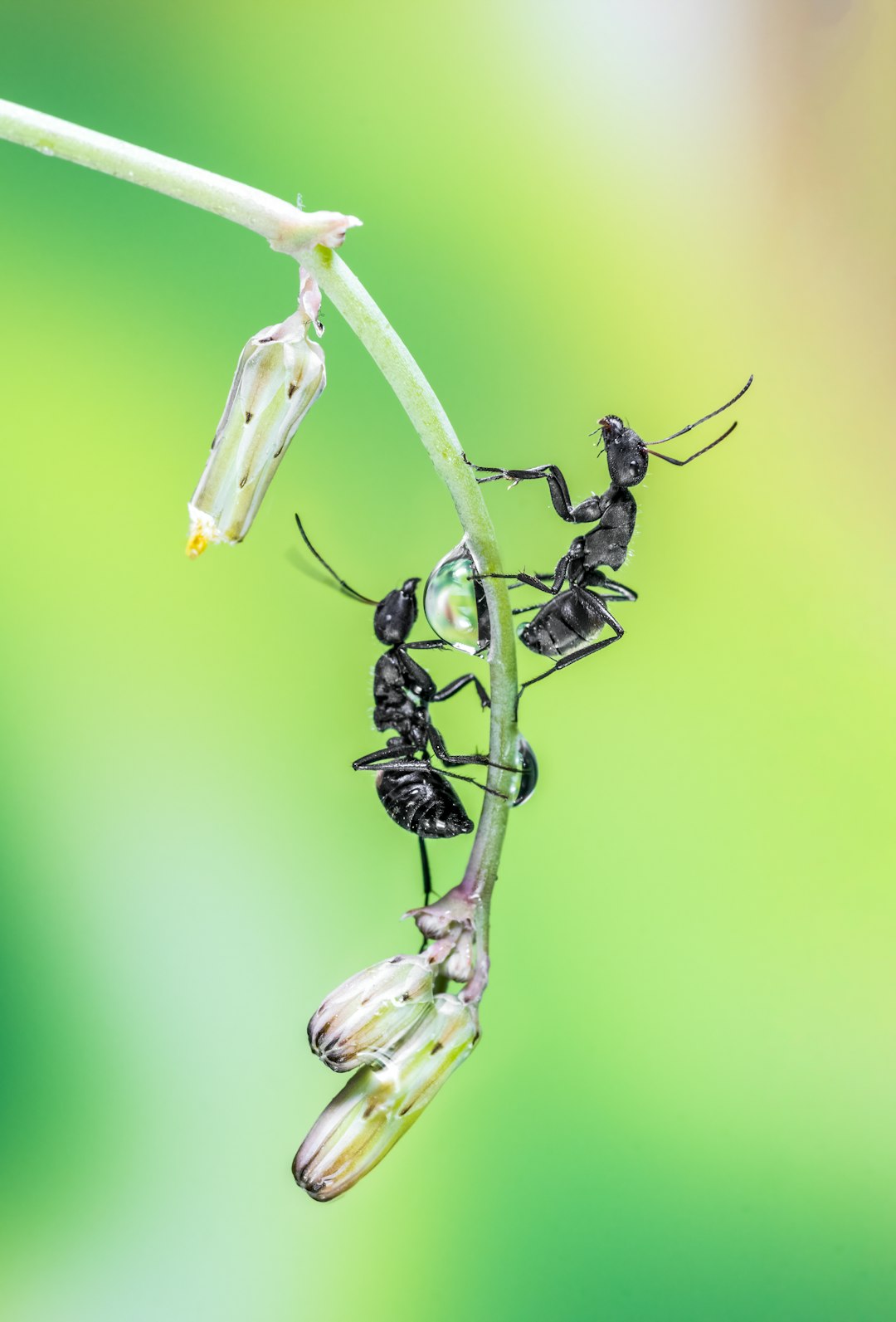 The Diversity of Ant Species